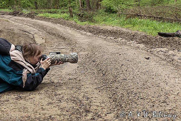 Spotkanie na drodze, fotograf i salamandra plamista, jaszczur plamisty, jaszczur ognisty, Salamandra salamandra