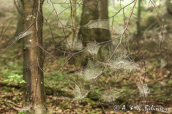 Pajęczyny, babie lato