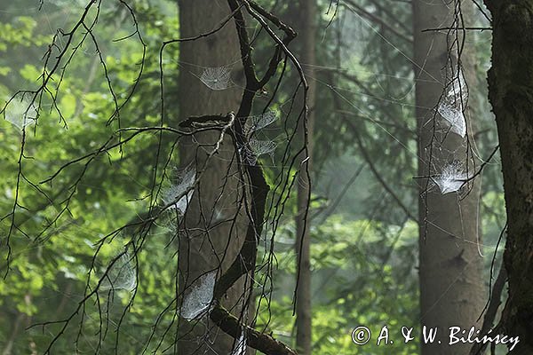 Pajęczyny, babie lato