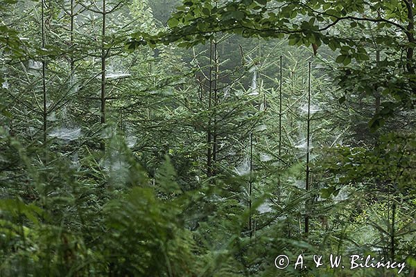 Pajęczyny, babie lato