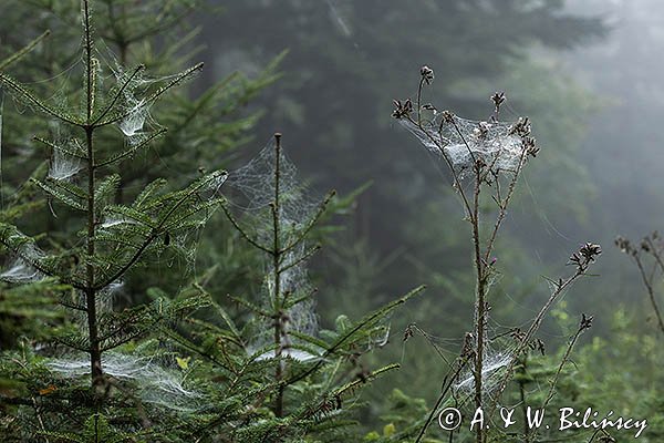 Pajęczyny, babie lato