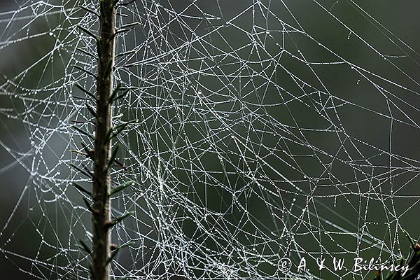 Pajęczyna na łące