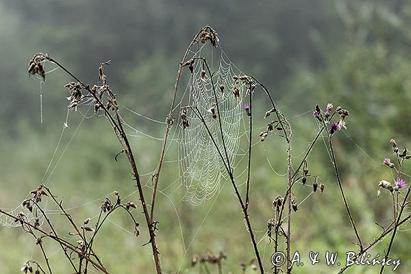 Pajęczyna na łące