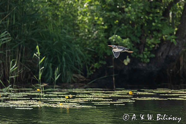 Bączek, Ixobrychus minutus, samiec