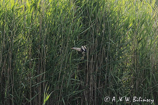 Bączek, Ixobrychus minutus, samiec