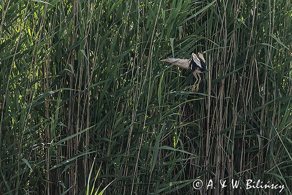 Bączek, Ixobrychus minutus, samiec