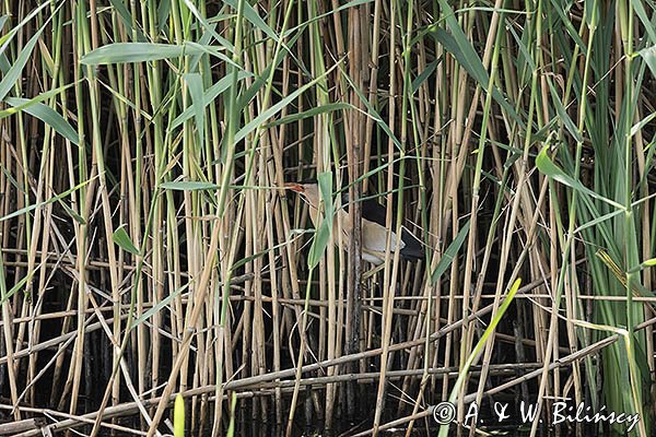 Bączek, Ixobrychus minutus, samiec