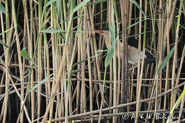 Bączek, Ixobrychus minutus, samiec