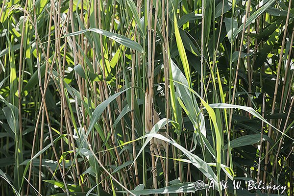 Bączek, Ixobrychus minutus, samiec