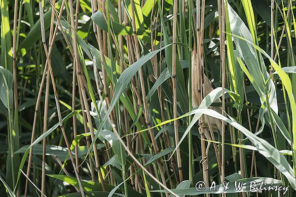 Bączek, Ixobrychus minutus, samiec