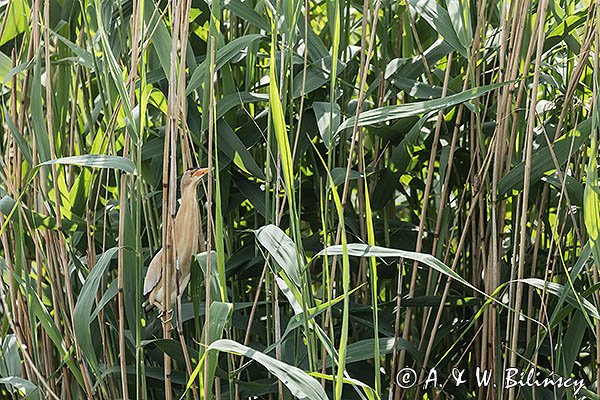 Bączek, Ixobrychus minutus, samiec