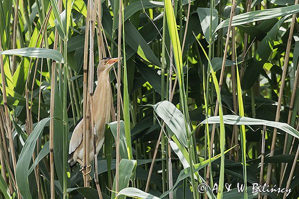 Bączek, Ixobrychus minutus, samiec