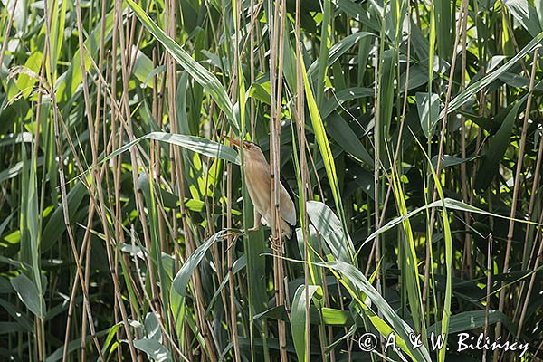 Bączek, Ixobrychus minutus, samiec