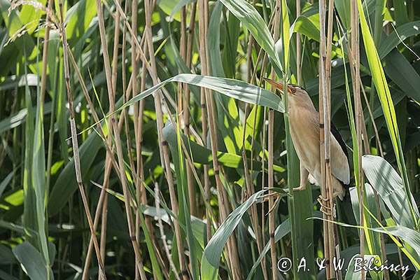 Bączek, Ixobrychus minutus, samiec