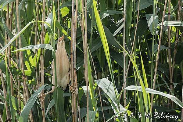 Bączek, Ixobrychus minutus, samiec
