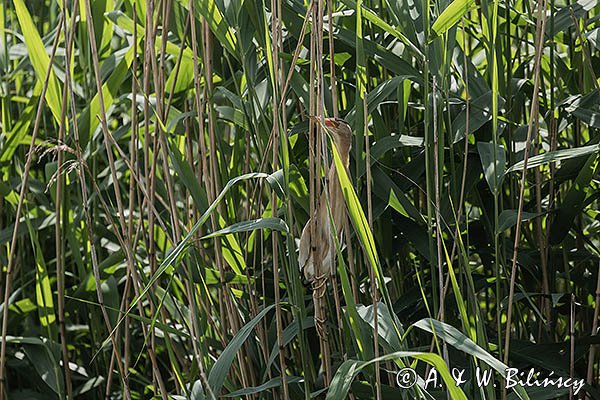 Bączek, Ixobrychus minutus, samiec