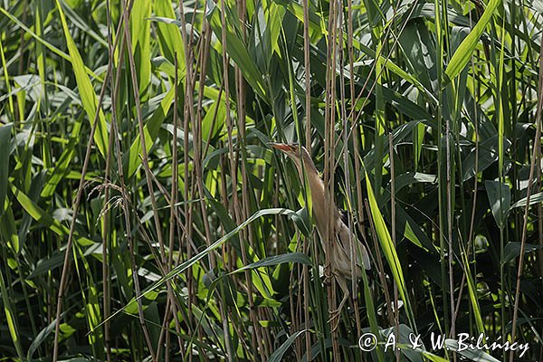 Bączek, Ixobrychus minutus, samiec