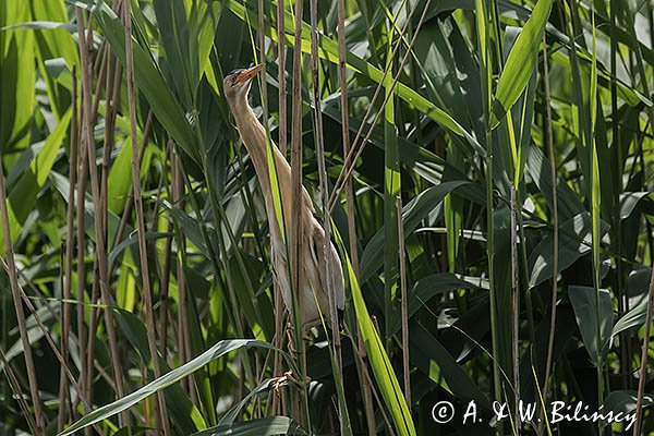Bączek, Ixobrychus minutus, samiec