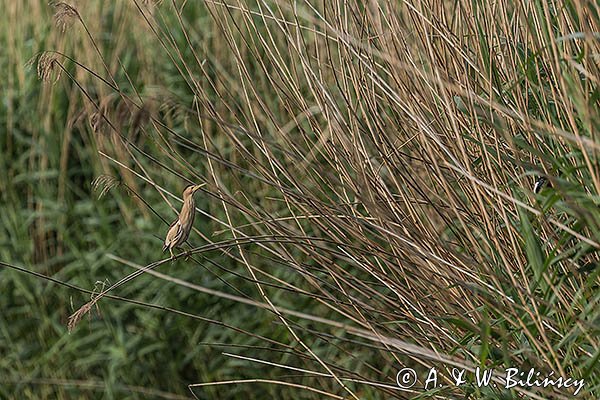 Bączek, Ixobrychus minutus, samica