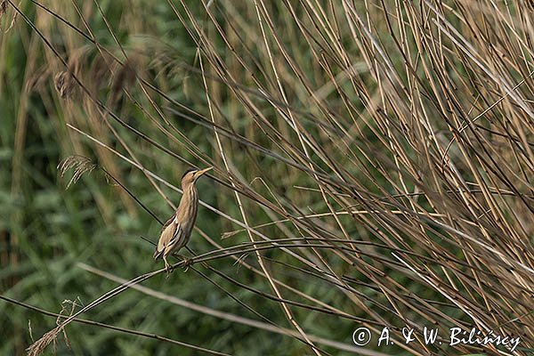 Bączek, Ixobrychus minutus, samica