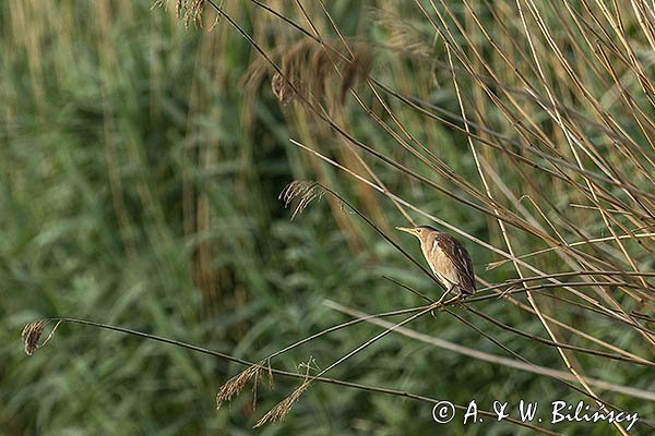 Bączek, Ixobrychus minutus, samica