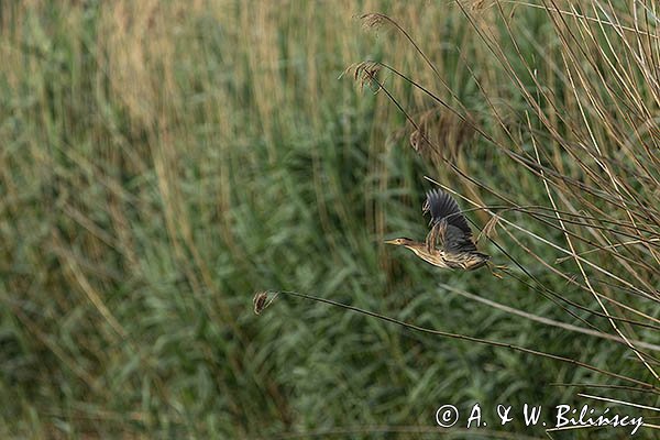 Bączek, Ixobrychus minutus, samica