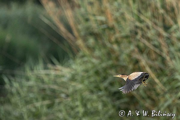 Bączek, Ixobrychus minutus, samica