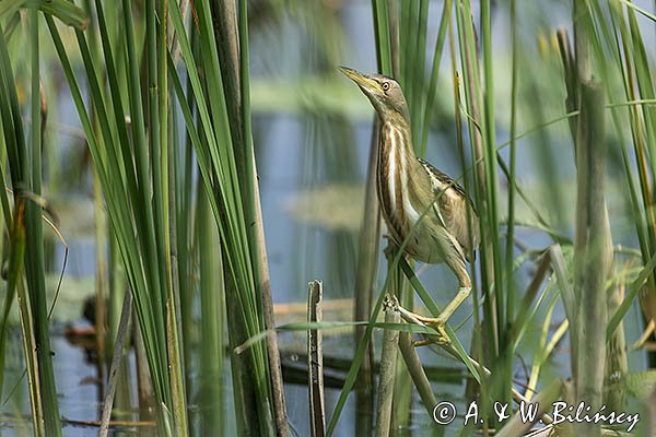 Bączek, Ixobrychus minutus, samica