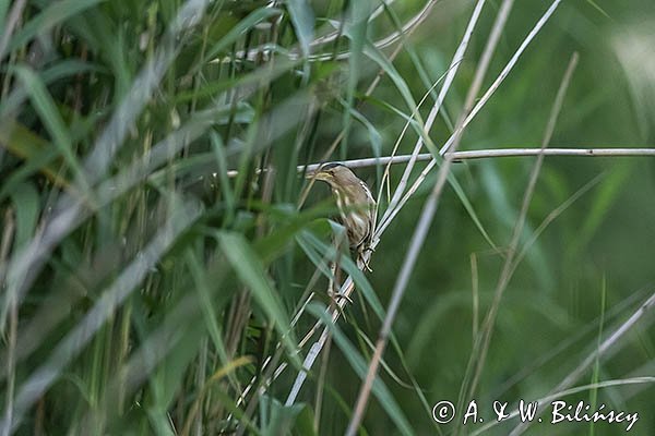 Bączek, Ixobrychus minutus, samica