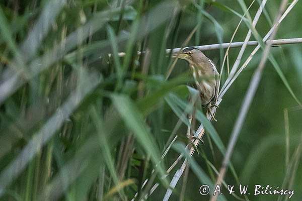 Bączek, Ixobrychus minutus, samica