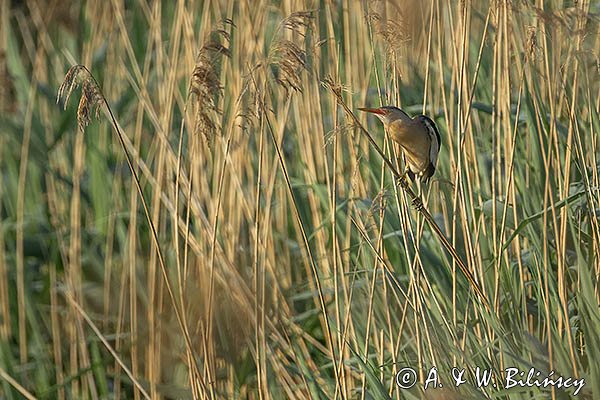 Bączek, Ixobrychus minutus, samiec