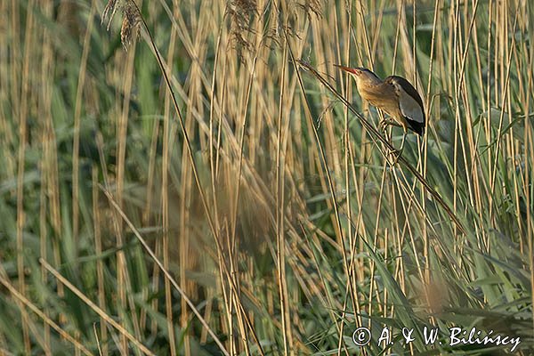 Bączek, Ixobrychus minutus, samiec