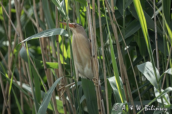 Bączek, Ixobrychus minutus, samiec