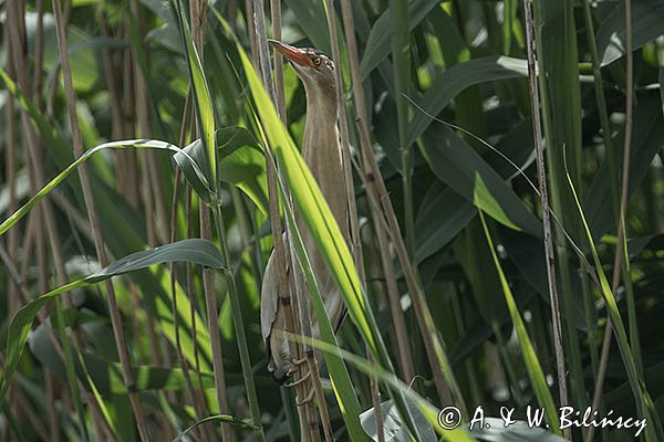 Bączek, Ixobrychus minutus, samiec