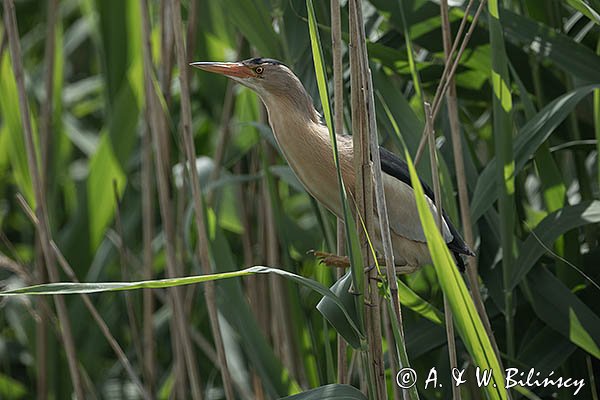 Bączek, Ixobrychus minutus, samiec