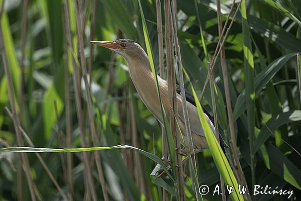 Bączek, Ixobrychus minutus, samiec