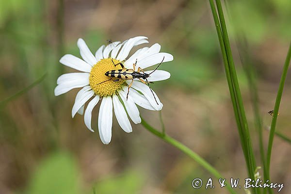 Baldurek pstrokaty, strangalia plamista, pętlak pstrokaty, Rutpela maculata