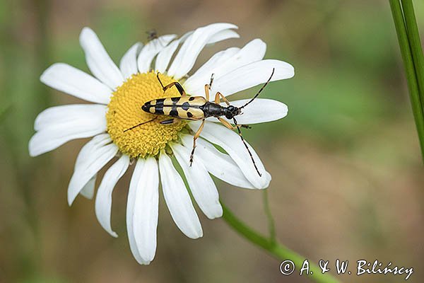 Baldurek pstrokaty, Strangalia plamista, pętlak pstrokaty, Rutpela maculata