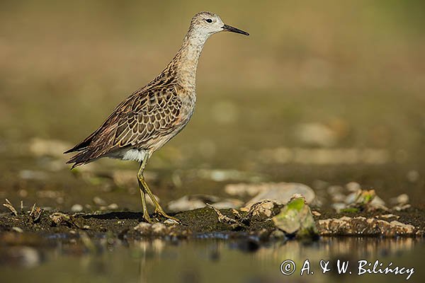 Batalion, bojownik batalion, bojownik zmienny, biegus bojownik, bojownik odmienny, Calidris pugnax