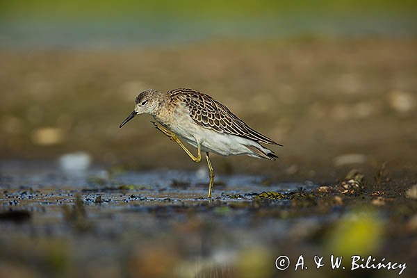 Batalion, bojownik batalion, bojownik zmienny, biegus bojownik, bojownik odmienny, Calidris pugnax