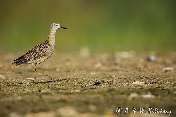Batalion, bojownik batalion, bojownik zmienny, biegus bojownik, bojownik odmienny, Calidris pugnax