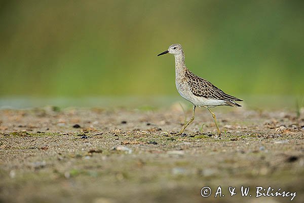 Batalion, bojownik batalion, bojownik zmienny, biegus bojownik, bojownik odmienny, Calidris pugnax