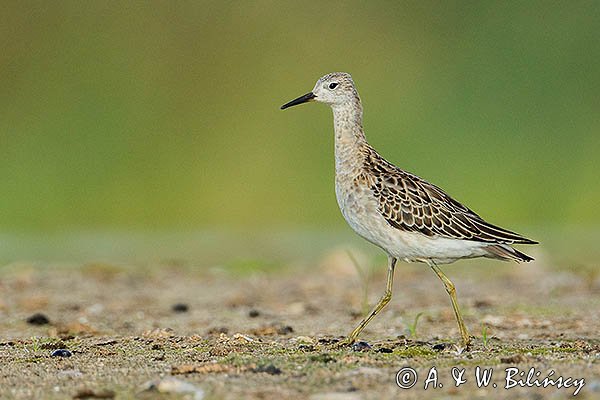 Batalion, bojownik batalion, bojownik zmienny, biegus bojownik, bojownik odmienny, Calidris pugnax