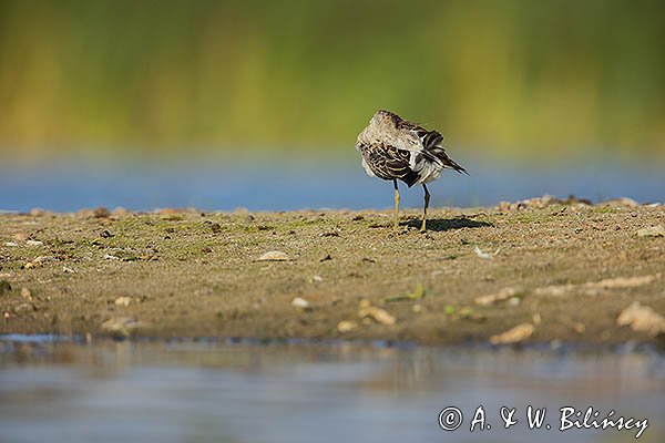 Batalion, bojownik batalion, bojownik zmienny, biegus bojownik, bojownik odmienny, Calidris pugnax