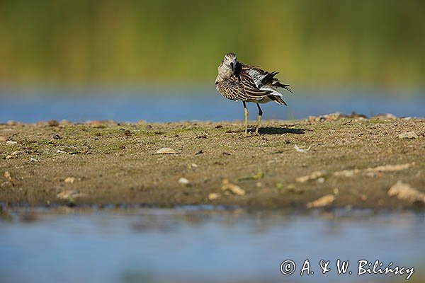 Batalion, bojownik batalion, bojownik zmienny, biegus bojownik, bojownik odmienny, Calidris pugnax