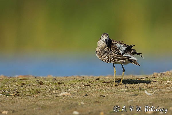 Batalion, bojownik batalion, bojownik zmienny, biegus bojownik, bojownik odmienny, Calidris pugnax