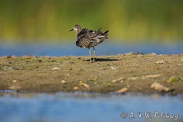 Batalion, bojownik batalion, bojownik zmienny, biegus bojownik, bojownik odmienny, Calidris pugnax