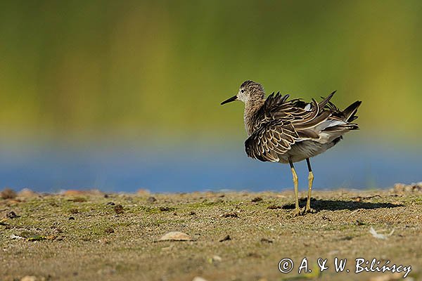 Batalion, bojownik batalion, bojownik zmienny, biegus bojownik, bojownik odmienny, Calidris pugnax