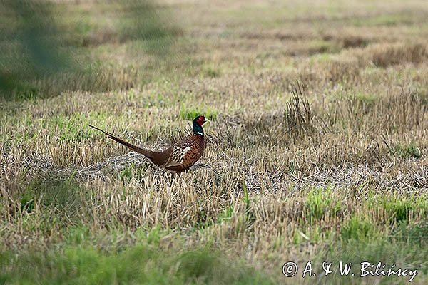 Bażant, samiec, Phasianus colchicus,