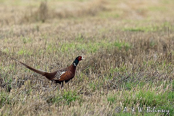 Bażant, samiec, Phasianus colchicus,